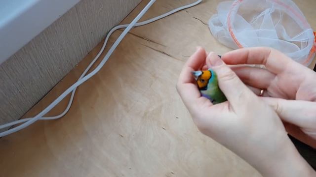 Обработка птиц от паразитов / профилактика трахейного клеща