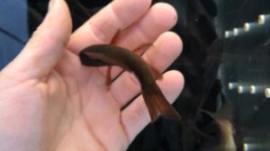 Купить малька и крупную рыбу карась золотой для зарыбления пруда