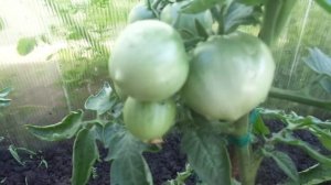 ТОМАТ ГНОМ  -  САМЫЙ БЫСТРЫЙ В ОТКРЫТОМ ГРУНТЕ! Ольга Чернова.