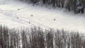 ?Стая Волков Выследили и Напали на Стадо Бизонов. Охота Удалась.