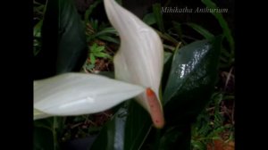 Anthurium