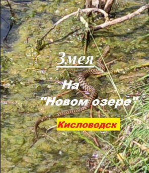 "Водяной" уж или "шахматная" гадюка?