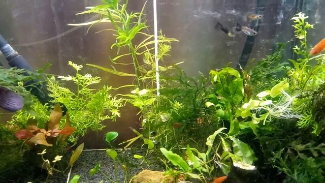 Аквариум травник LED со2 удо 3 день после запуска смотреть онлайн