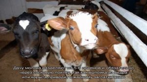 Диагностика и лечение диспепсии телят