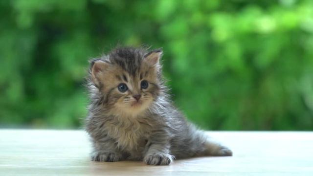 Cat Soothing Music - Anti Separation Anxiety Relief Music for Puppy | Music for Cats смотреть онлайн