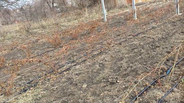 13.40.13 Первое внесение под Ежевику малину смотреть онлайн