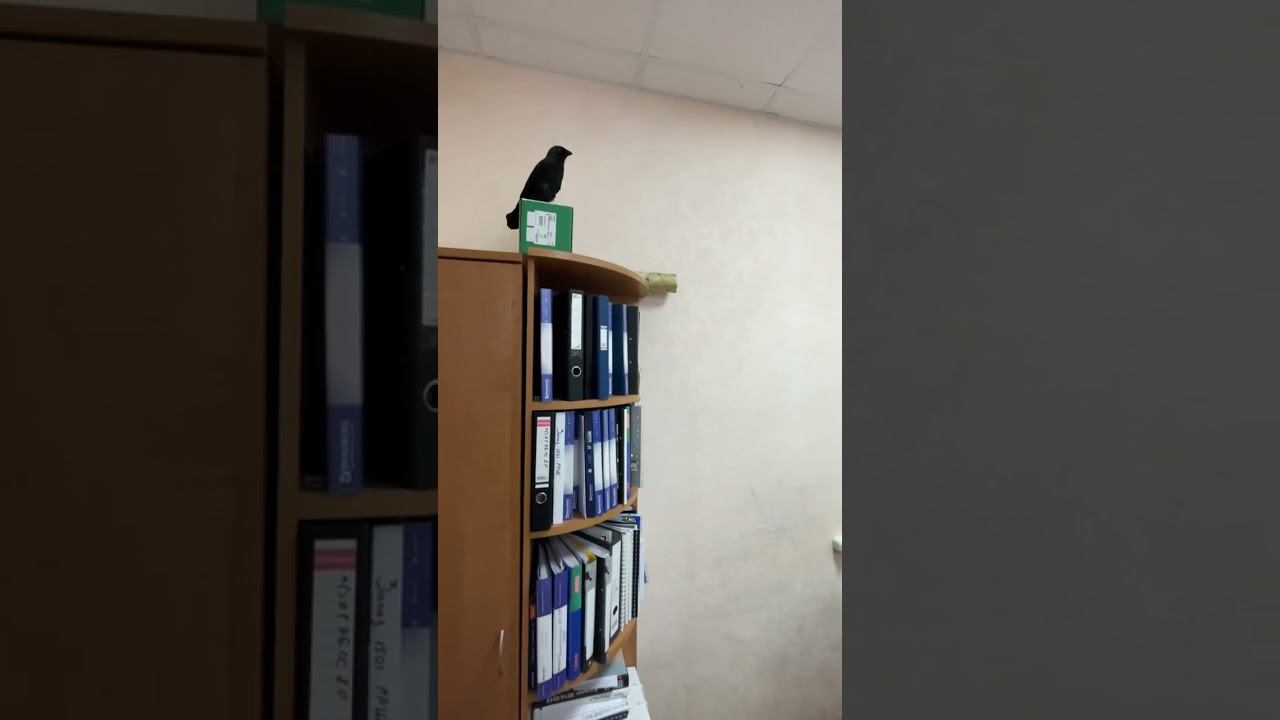Спасли птицу из вентиляционной шахты и помогли ей покинуть помещение