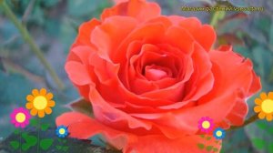 Роза чайно-гибридная Анжелика. Краткий обзор, описание характеристик, где купить саженцы Angelique