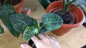 ДИФФЕНБАХИИ?Обзор моей скромной, но яркой коллекции?Кул Бьюти?Рефлектор?Везувий?Комнатные растения?