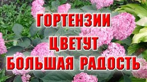 Гортензии цветут, а еще у меня большая радость!