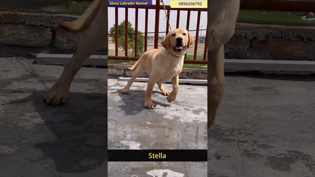 Labrador female stella for sale||Bob son bold daughter|| 9896206792||Alexa Labrador Kennel !!