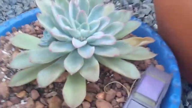 Echeveria prato do dia смотреть онлайн