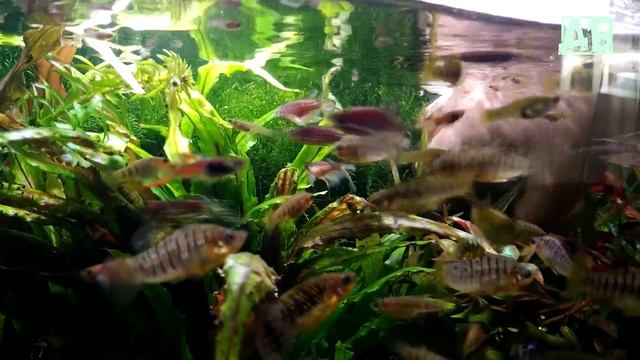 Как обклеить мхом домики для содержания аквариумных раков! смотреть онлайн