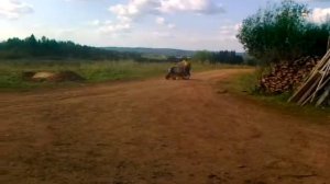 пятаки на мотоблоке