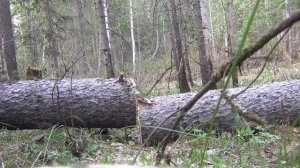 Заготовка дров в лесу бензопила Рыбалка охота лес природа тайга выживание поход дрова stihl hunting