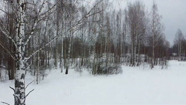 Совмещаю приятное с полезным.  Подкормка лосей. Кормушки. Солончаки. Охотничий лабаз.