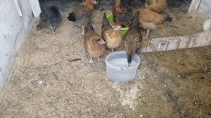 Куриный клещ, блохи у кур. Чем лечить? Ивермек.