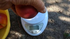 Персик Кевіна.Peach Kevina. Пізній, білом'ясий і смачний сорт. Огляд від Максі Сад.