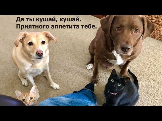 Попрошайки, или нет?