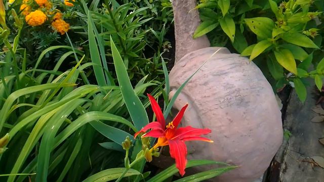 Сбор ягод и заготовки на зиму смотреть онлайн