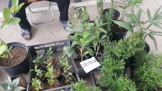 Обзор многолетних цветов для сада на цветочном рынке  19 09 21г