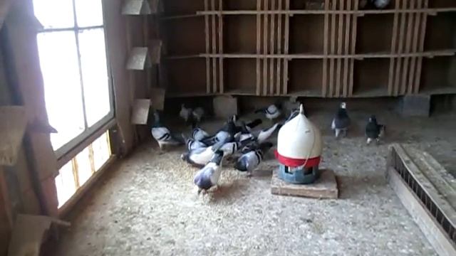Будапештские высоколетные голуби 6