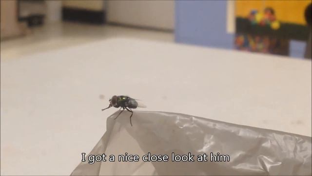 Examining a fly - I dont know what nature is my current focus.