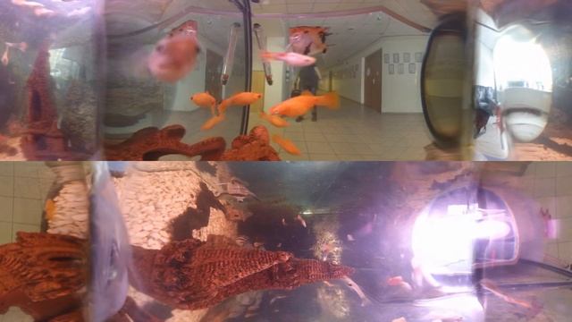 Съемка в аквариуме 360 смотреть онлайн