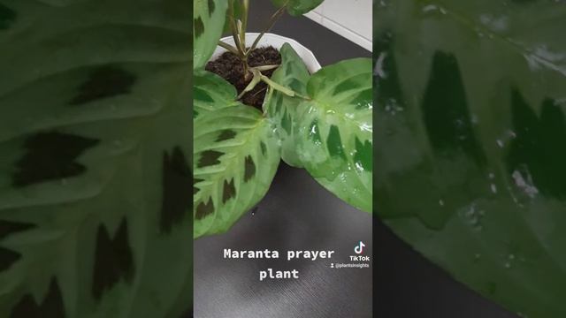 Maranta Kerchoveana Prayer Plant Care