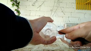 Саженцы винограда из пасынков