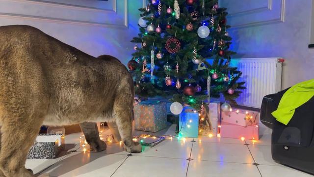 Пума Лондон пытался разобрать новогоднюю ёлку и демонтировать диван смотреть онлайн