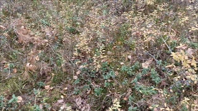 Голубика на болоте! Синие кусты от ягод осенью! смотреть онлайн