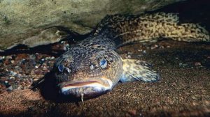 Жор налима в ноябре! Как и на что ловить налим в ноябре?