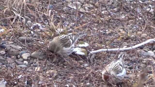 Обыкновенная чечётка (Acanthis ﬂammea) смотреть онлайн