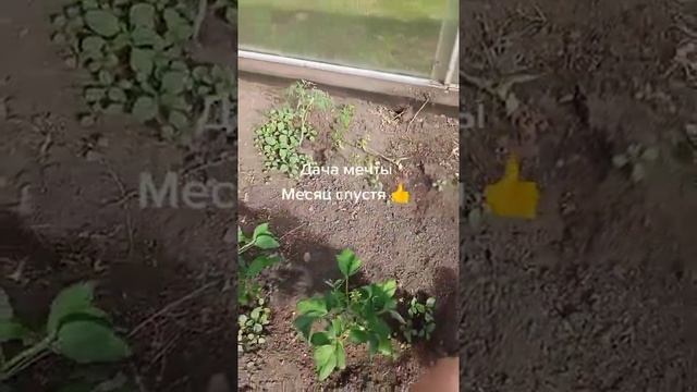 Дача мечты  Месяц спустя