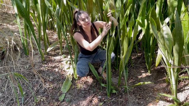 Wild Snake Plant in Jungle (Wild Sansevieria) смотреть онлайн