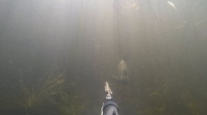 Подводная охота на дамбе. Финский залив.