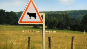 Букашки 12 серия бешеная муха.