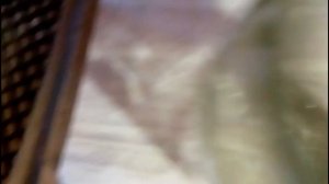 Маринованные лисички