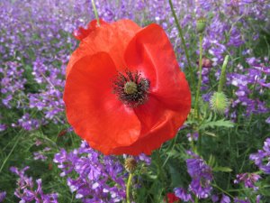 Сиреневые облака у подножья гор.