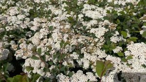 Спирея Вангутта (Spiraea vanhouttei) - цветение посадка уход!