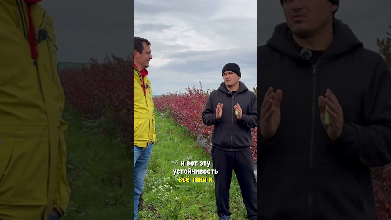 Голубика Сиерра и Дюк. Полное видео на канале. #голубика смотреть онлайн