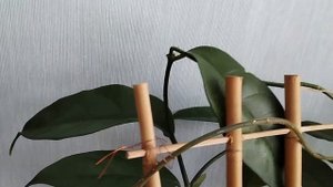 Блиц обзор сорта - Хойя Campanulata soft green