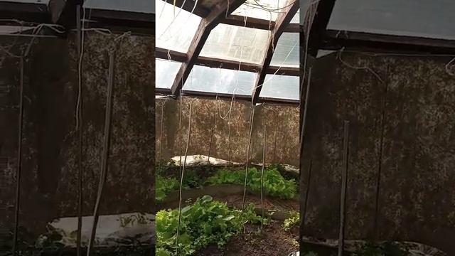 Выращивание перца в теплице