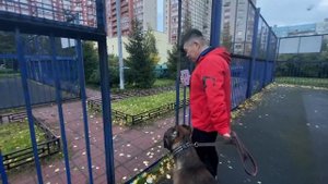 3 правила выгула собак | как выгуливать собаку | Контроллер СОЛОМОН 3в1