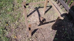 ОБРЕЗКА КРЫЖОВНИКА РАДИКАЛЬНАЯ