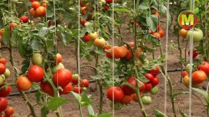 ? Лучший СОРТ ТОМАТА для СЕВЕРО-ЗАПАДА. Сорт Снежный Барс