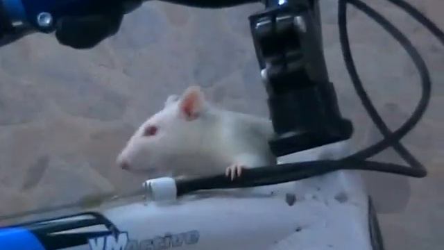 Исполняется впервые - крыса на велосипеде смотреть онлайн