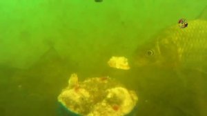 Подводные съемки ловли на _Пробку_, рыбалка онлайн. Ловля карася. Fishing angeln câu cá memancing