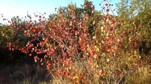 Смородина с красными листьями в августе - осень на носу в окрестностях Караганды